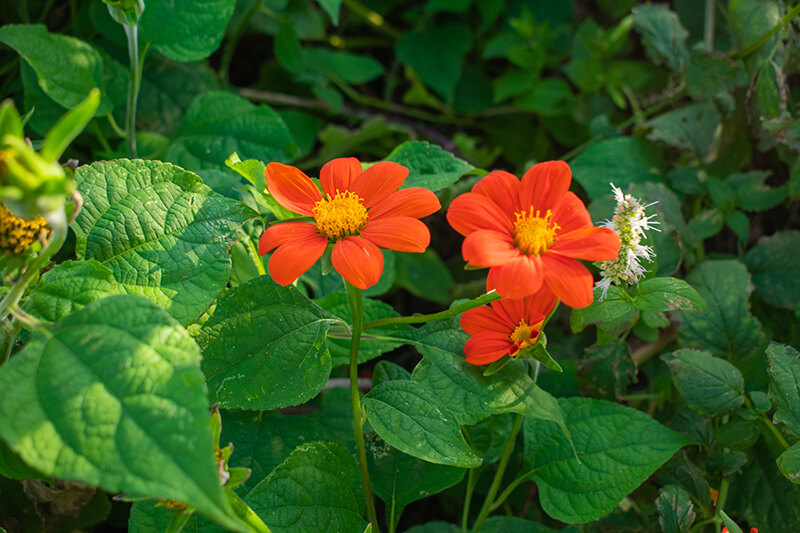 Goldflower of the Incas