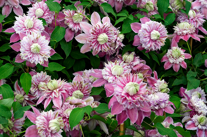 Clematis