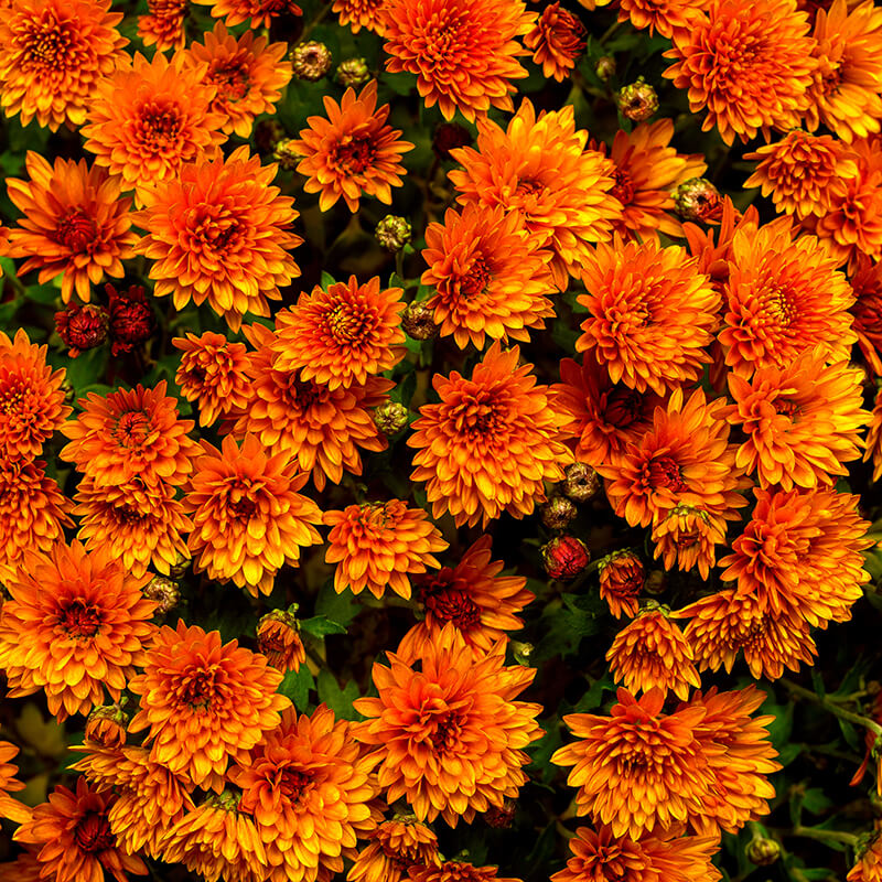 Chrysanthemum