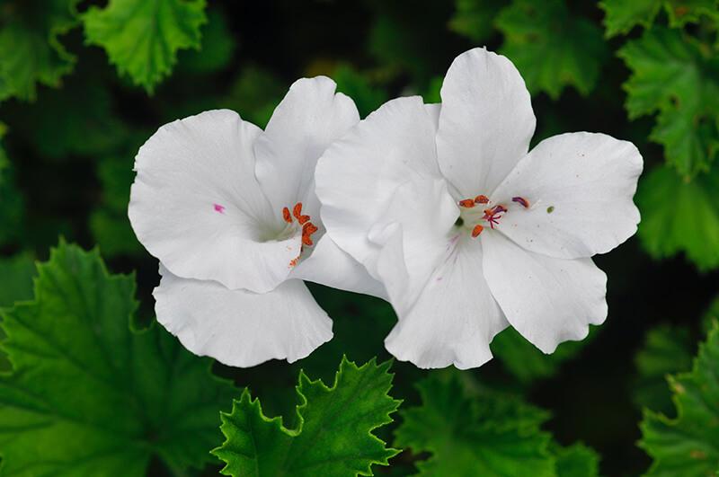 Hibiscus