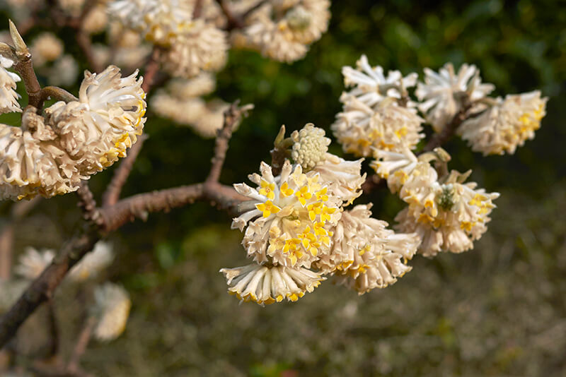 Paperbush