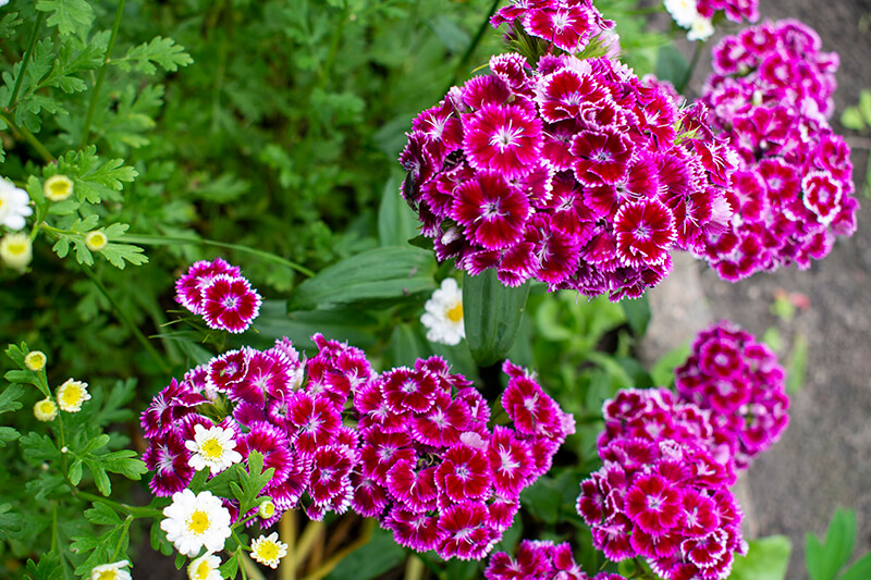 Sweet William