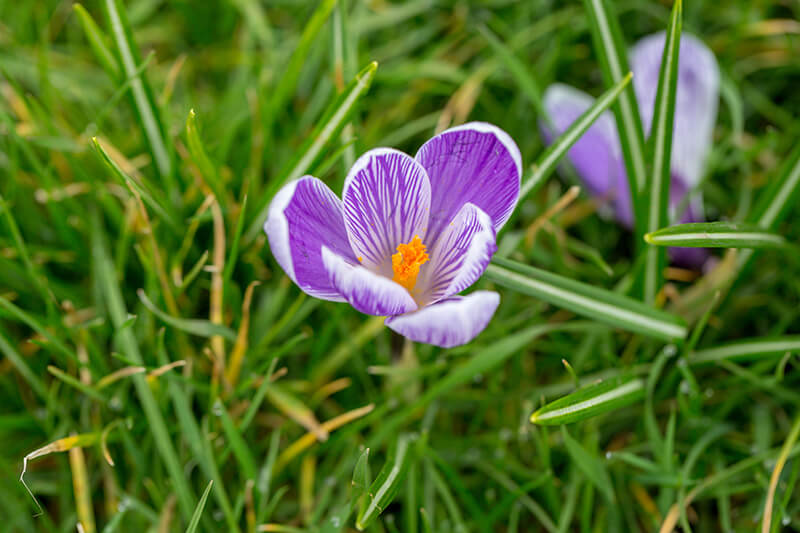 Spring Crocus