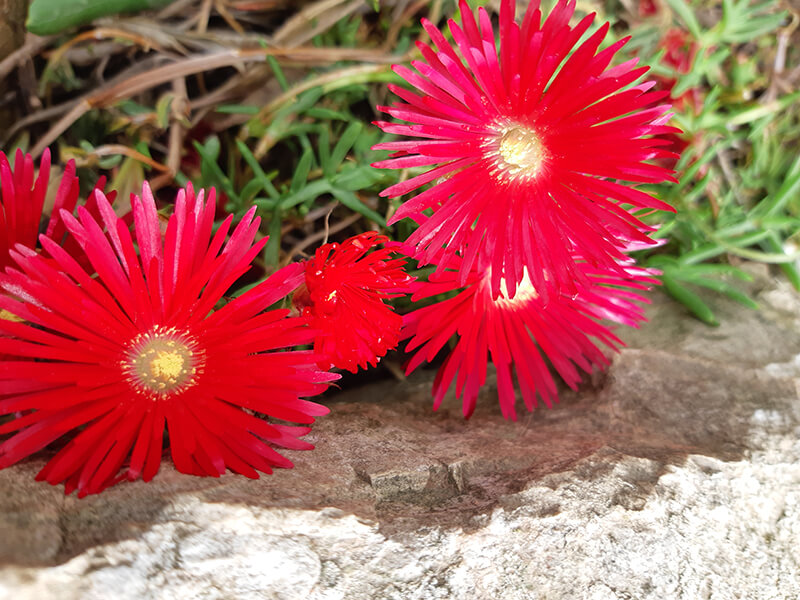 Livingstone Daisy