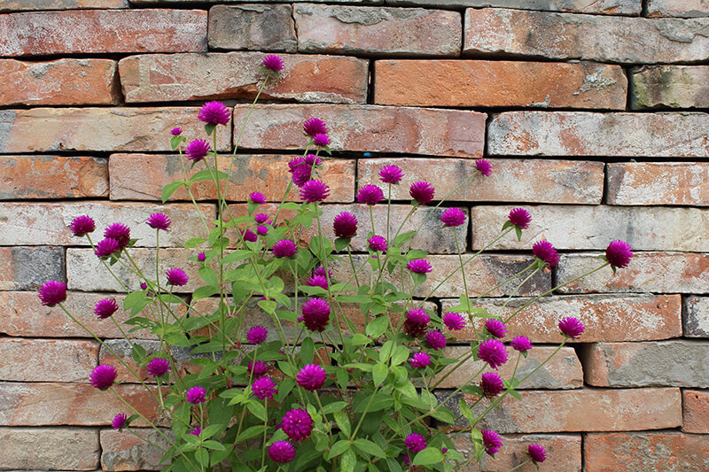 Globe Amaranth