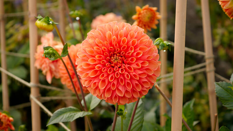 Dahlia, Orange King