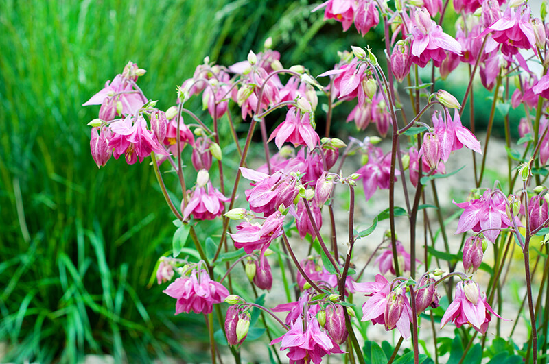 Columbine