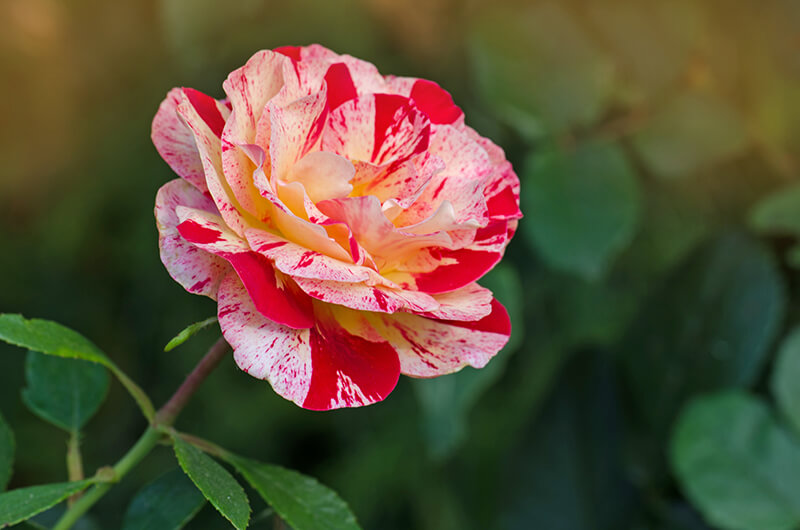 Floribunda Rose