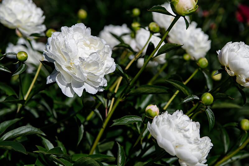 Peony