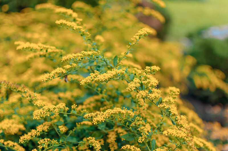 Early Forsythia