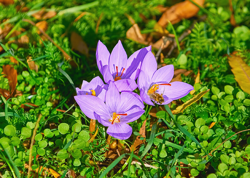 Saffron Crocus