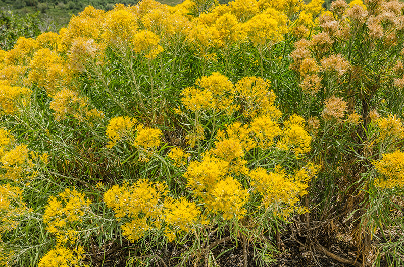 Rubber Rabbitbrush