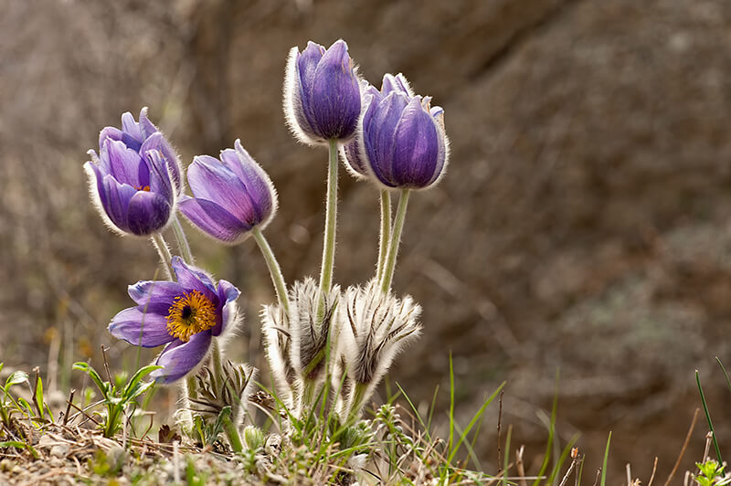 Eastern Pasqueflower