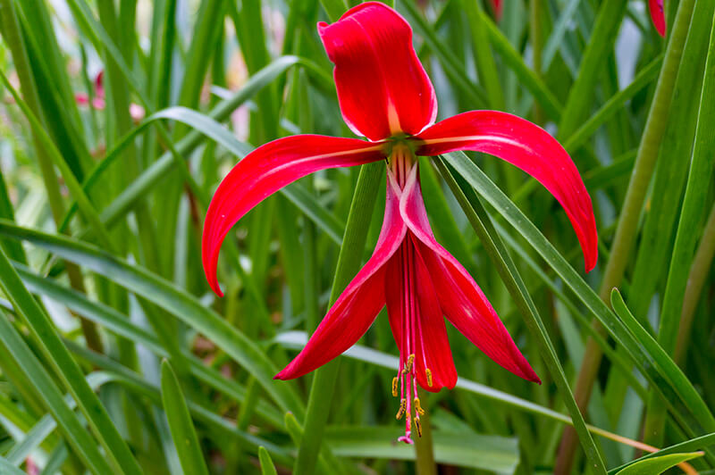 Aztec Lily