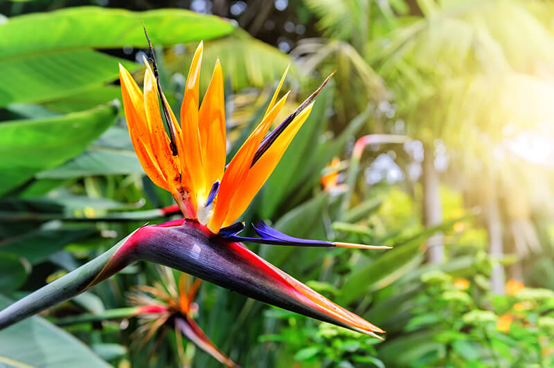 Birds of Paradise