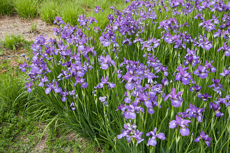 Siberian Iris