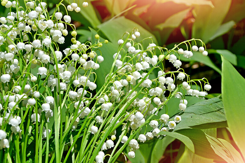 Lily of the Valley