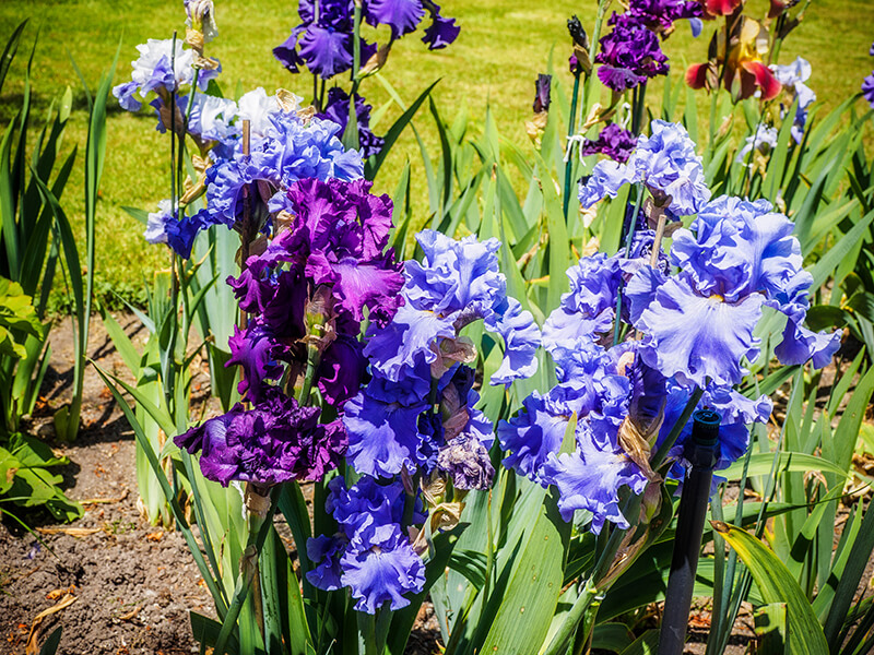 Bearded Iris