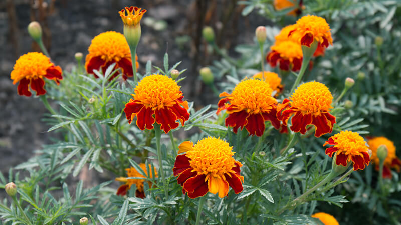 French Marigold