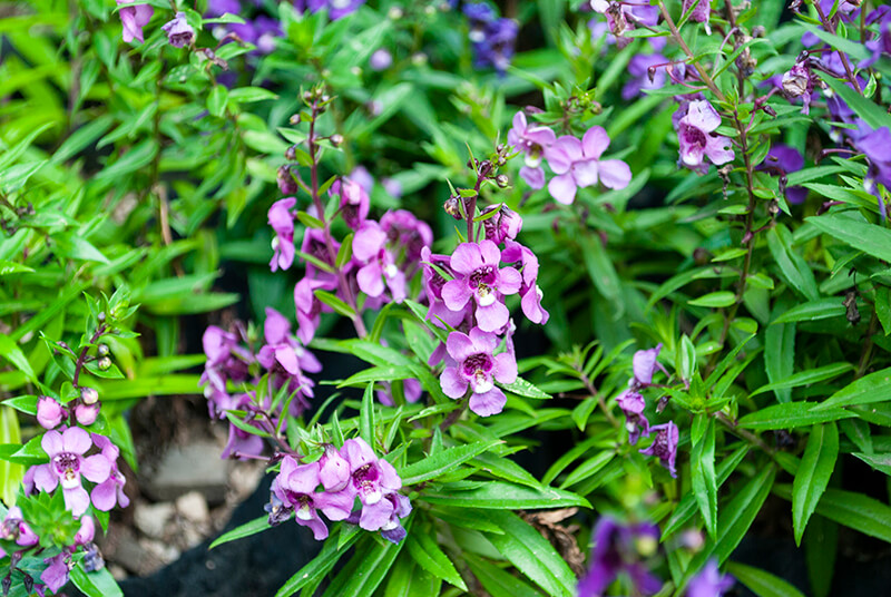 Angelonia