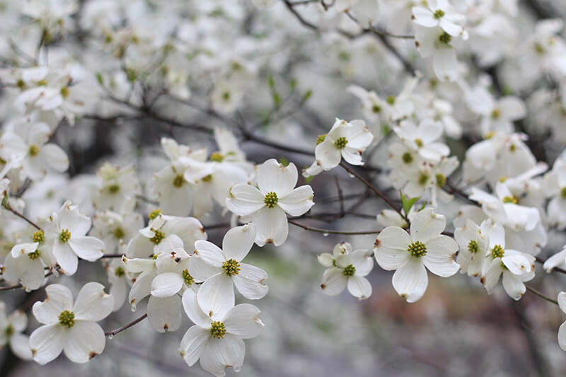 Flowering Dogwood