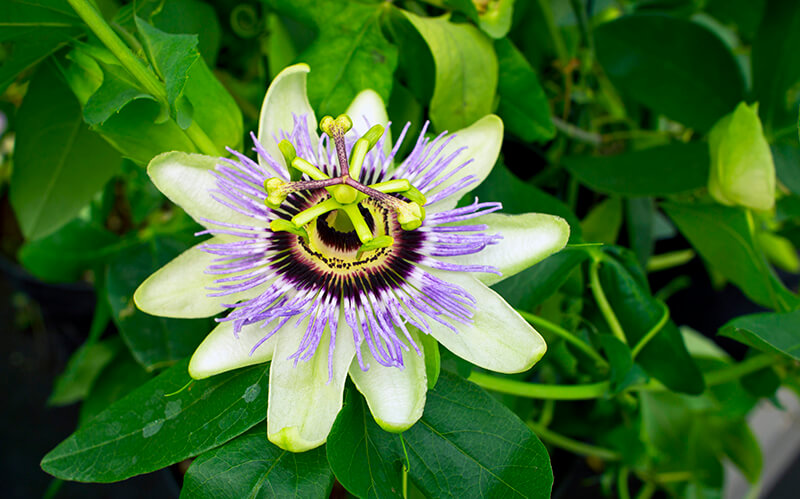 Purple Passionflower