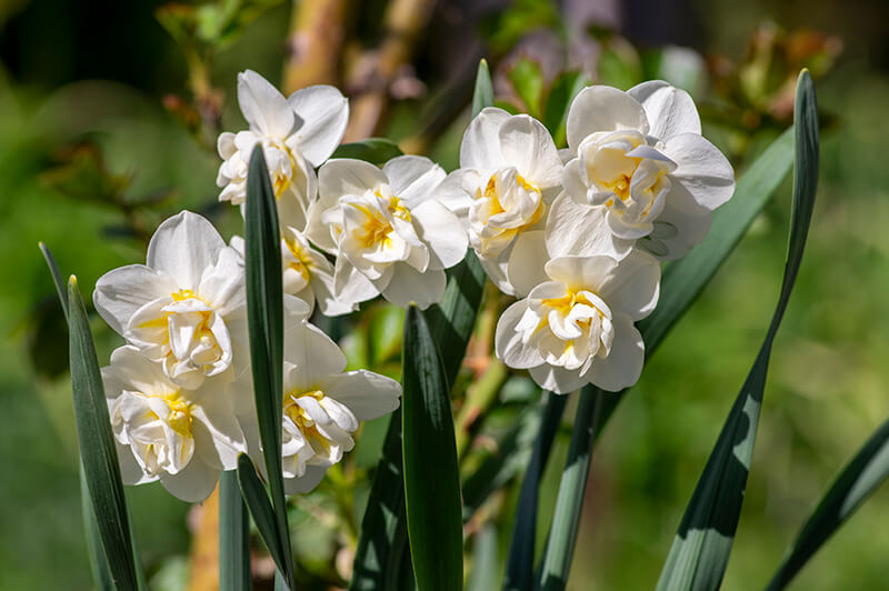 Double Daffodil