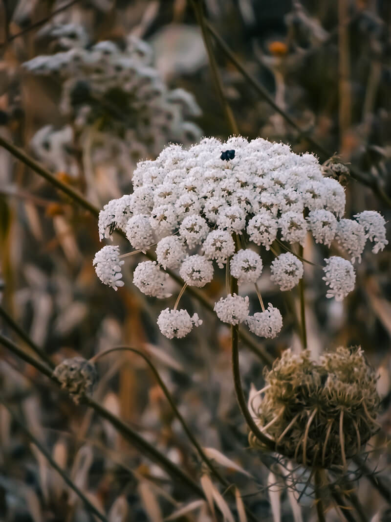 Queen Anne’s Lace