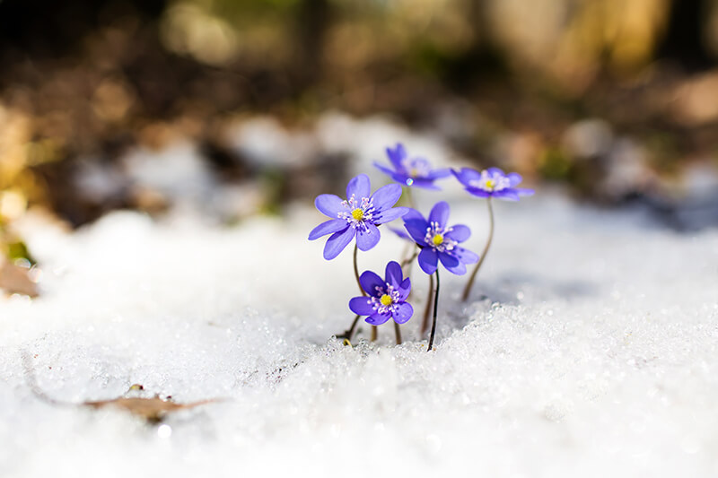 Hepatica