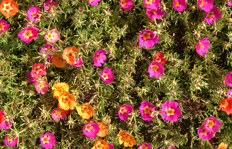 Portulaca