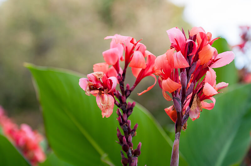 Richard Wallace Canna Lily