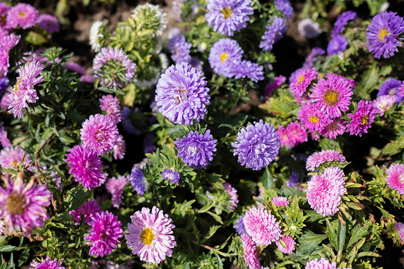 China Aster