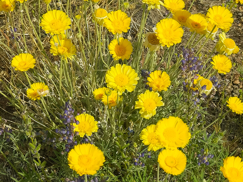 Desert Marigold