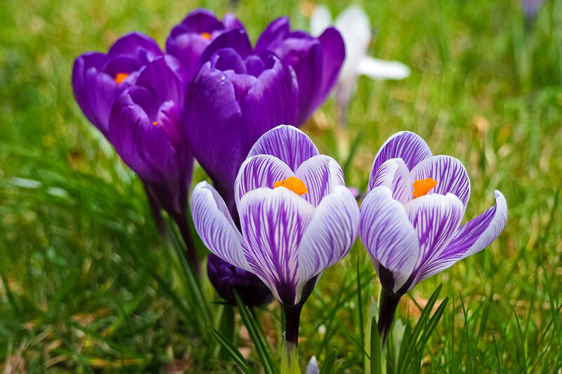 Spring Crocus