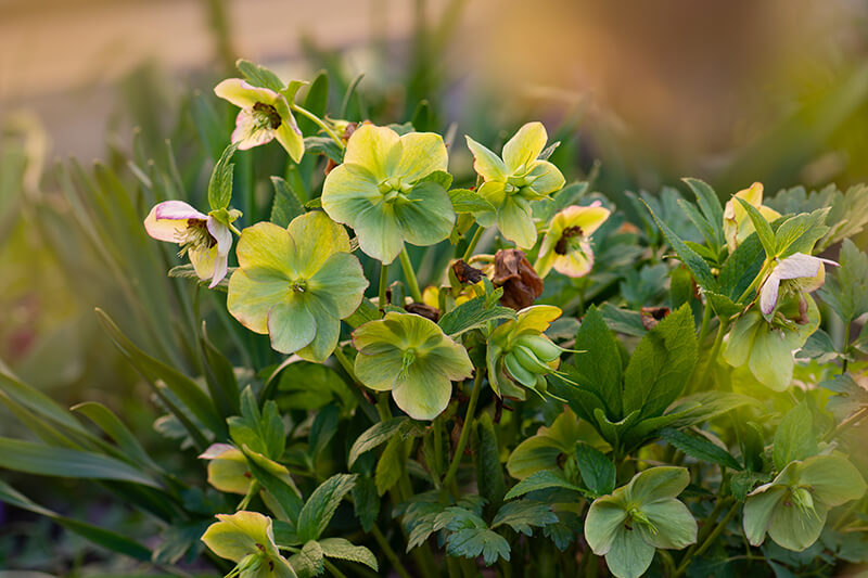 Hellebore