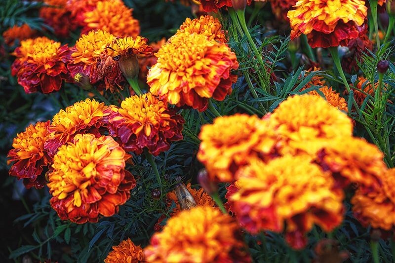 French Marigold