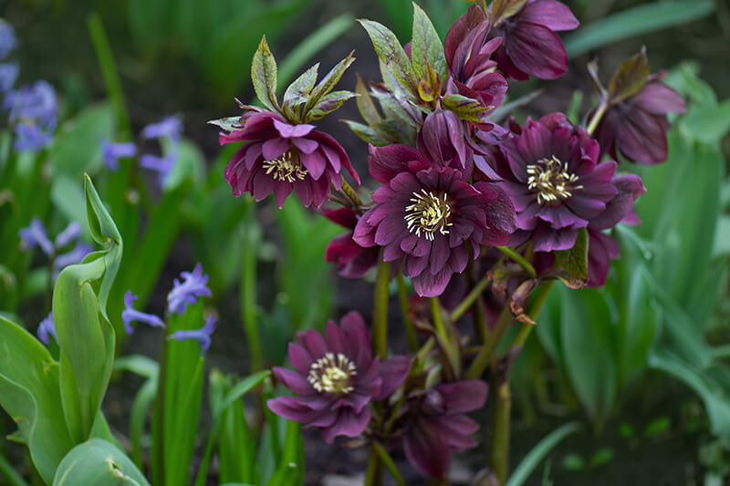 Hellebore