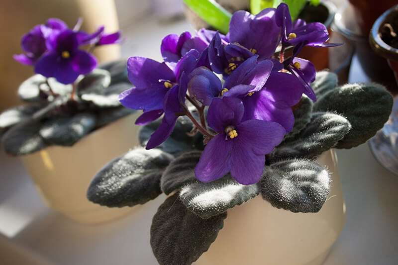 African Violet