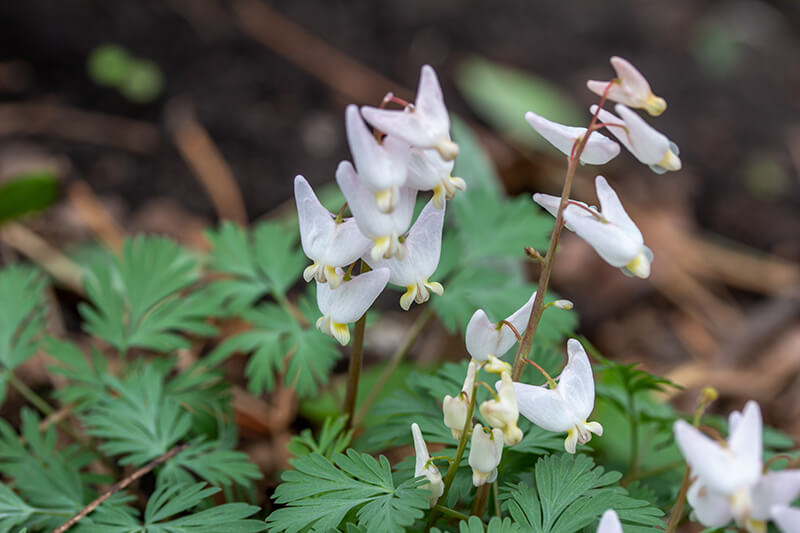 Pantaloon Flower