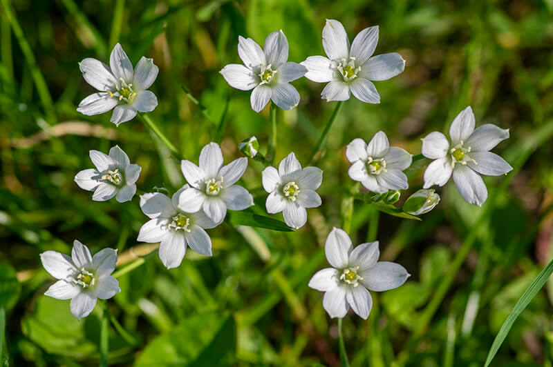 Star of Bethlehem