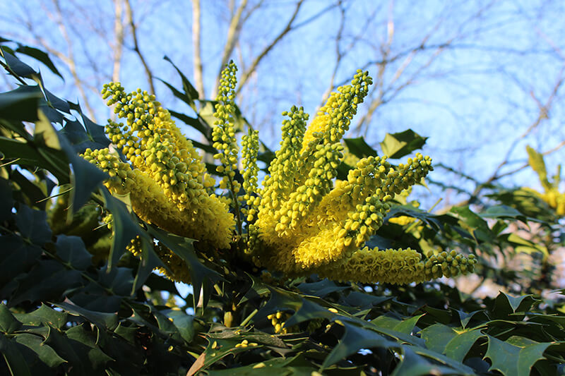 Leatherleaf Mahonia