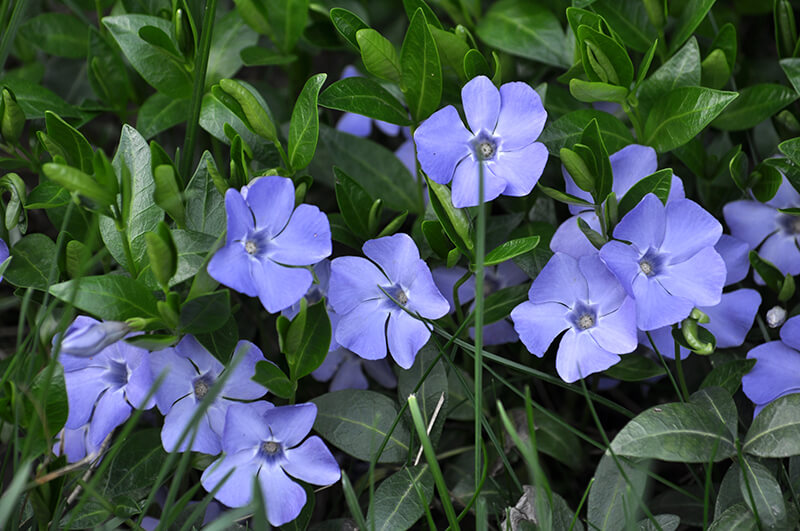 Vinca