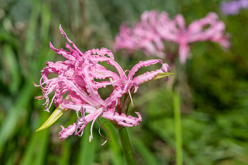 Guernsey Lily