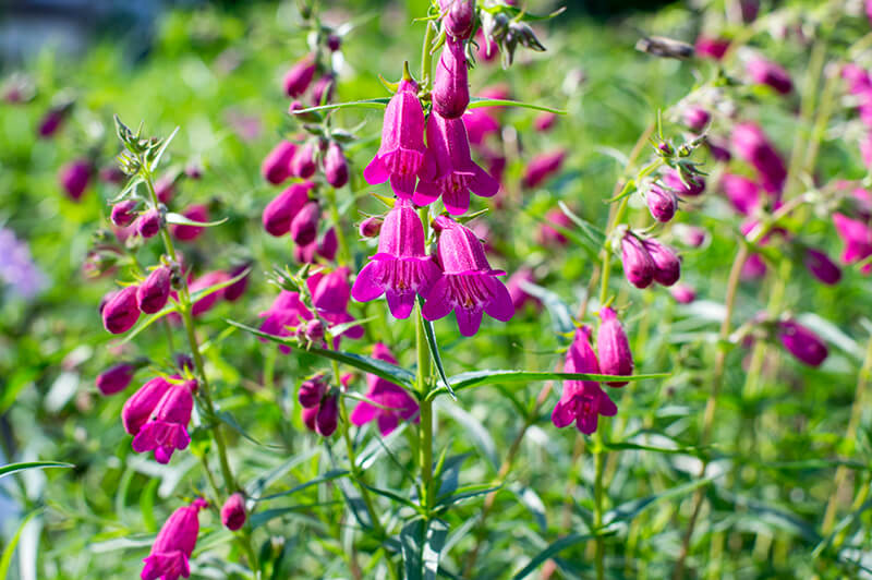 Beardtongue