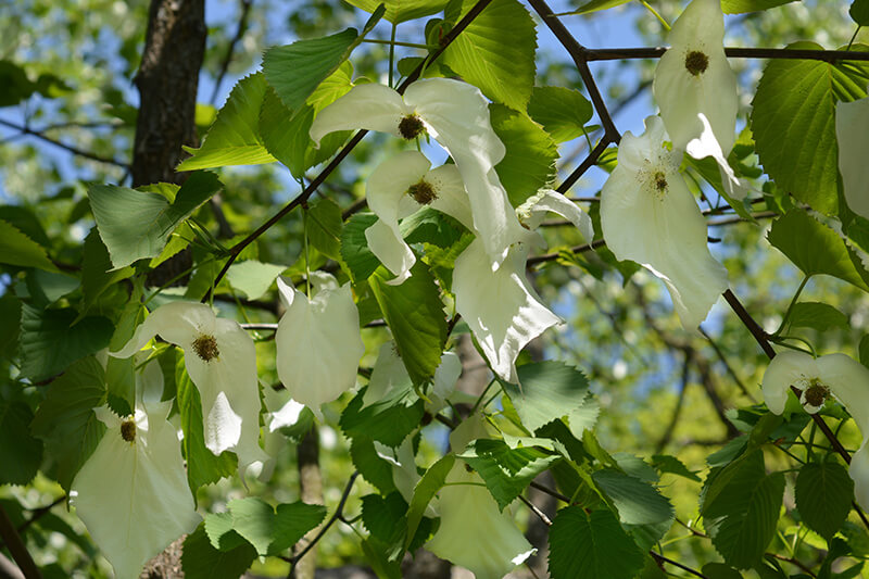 Handkerchief Tree