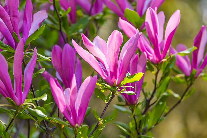 Saucer Magnolia