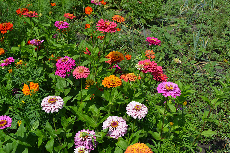 Creeping Zinnia