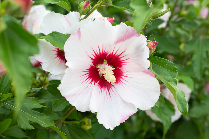 Rose of Sharon