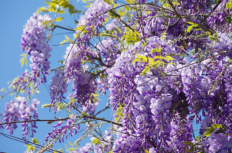 American Wisteria