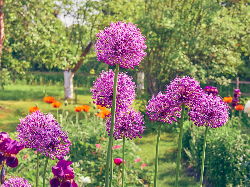 Ornamental Onion